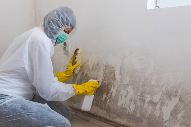 Mold Removal Process in Bartlett, IL